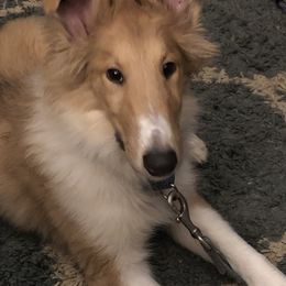 Collie Puppies from Highland Moor Kennel