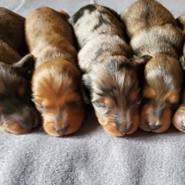 Dachshund Puppies from Pure Joy Dachshunds