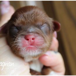D'Artagnan - Red and tan male Shih Tzu puppy in Warren, Michigan from Devil Dogs Shih Tzu's