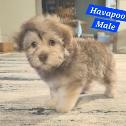 Blue collar - Chocolate male Havapoo puppy in Medina, Ohio from Momma's Minis