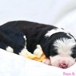 May - Black and white female Bernedoodle puppy in Diamond Bar, California from Furrytaildoodles