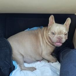 Bella - French Bulldog