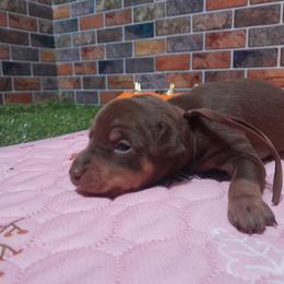 Bentley - Chocolate and tan male Miniature Pinscher puppy in Baton Rouge, Louisiana from Pike's Pups