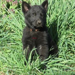 German Shepherd Puppies from Parsons German Shepherds