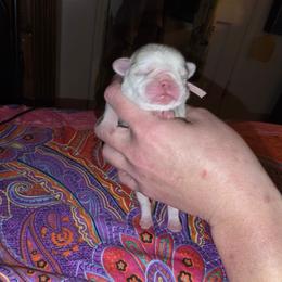 Mina Ashido - White female Pug puppy in Spokane, Washington from Kapelac's Royal Pugs
