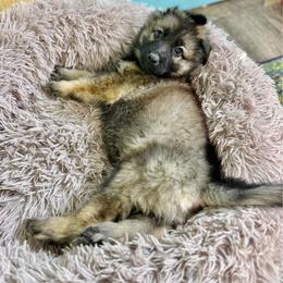 Half Dome - Yellow boy - Sable male German Shepherd puppy in Oakley, California from Von Guadachi German Shepherds & Audacity Border Collies