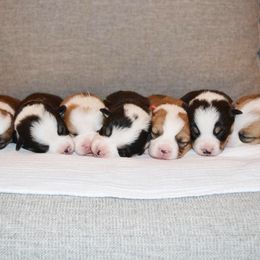 Pembroke Welsh Corgi Puppies from Farm Charm Corgis