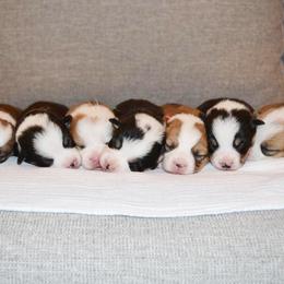 Pembroke Welsh Corgi Puppies from Farm Charm Corgis