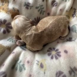 Buff L - Buff female Cocker Spaniel puppy in Soddy Daisy, Tennessee from Kaleidoscopic Creations