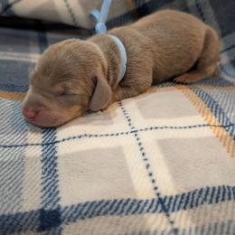 Light Blue Boy - Fawn (isabella) and tan male Dachshund puppy in Cypress, California from Ferrario Dachshunds