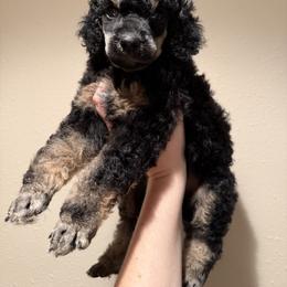 Poodle Puppies from Foot Hills Amazing Poodles