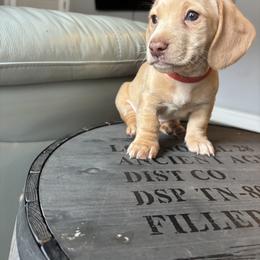 Dachshund Puppies from Bryant’s Miniature Dachshunds