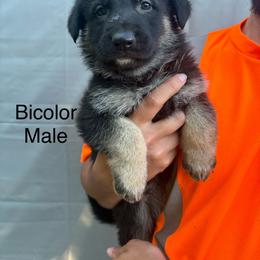 Bicolor - Black and tan male German Shepherd puppy in Holladay, Tennessee from Mercedes Gumbel