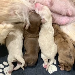 Dachshund puppies from Dreamwork Dachshunds