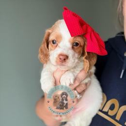 Josephina - Piebald female Dachshund puppy in Marion, Ohio from Doodles & Doxies