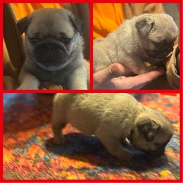 Red Puppy - Fawn male Pug puppy in S AI Nt Johns, Michigan from Harmony Herd Family Farm AKC Pugs
