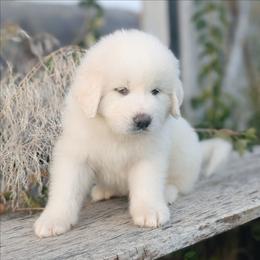 Red - White male Great Pyrenees puppy in Yakima, Washington from Naches Heights Ranch