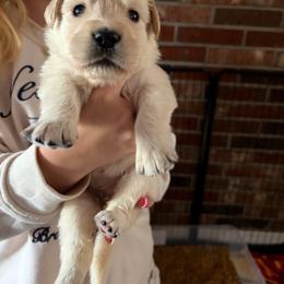 Faith (Yellow) - Light golden female Golden Retriever puppy in Jacksonville, Florida from River City Golden Retrievers