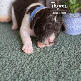 Thyme-nlue collar - Brown and white male Saint Berdoodle puppy in Paw Paw, Michigan from ProAct Canines
