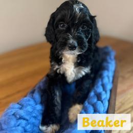 Beaker - Black and white male Springerdoodle puppy in Cassville, Wisconsin from Storyside Kennels