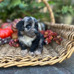 Wynonna - Blue merle female Aussiedoodle puppy in Lexington, Alabama from Johnson’s Highland Pride Aussiedoodles