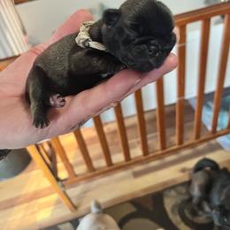 Light brown - Silver male Pug puppy in Tacoma, Washington from Glamour pugs