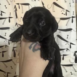 Girl 1 - Black female Dachshund puppy in Richwood, West Virginia from Wild and Wonderful Wieners