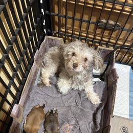 Biscuit - Havanese