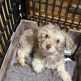 Biscuit - Havanese