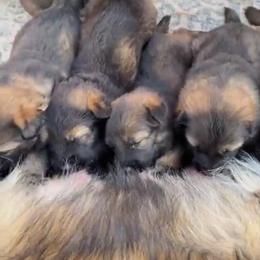 Boy 5 - Sable male German Shepherd puppy in Hollis Center, Maine from Noble German Shepherds of Maine