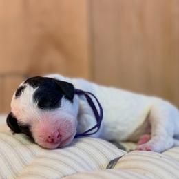 Girl 4 - Black and white female Sheepadoodle puppy in Danville, Indiana from Marley’s Doodle Ranch