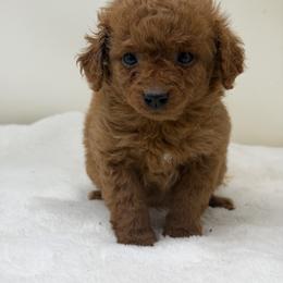 Boy 1 - Red  male Goldendoodle puppy in Haleyville, Alabama from Susan’s Prefurred Doodles