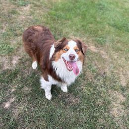 Diesel - Australian Shepherd