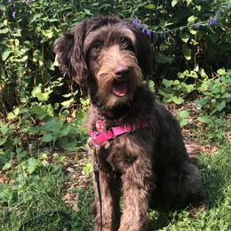 Ellie - Aussiedoodle