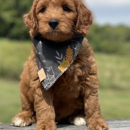 Goldendoodle Puppies from Hilltop Mini and Teddy Bear Doodles