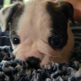 Heart of Gold - Brindle and white male Boston Terrier puppy in Elk, Washington from Grizzly Bear Bostons