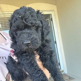 Goldendoodle Puppies from Mollie’s Doodles