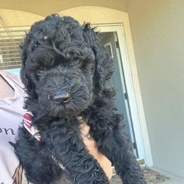 Goldendoodle Puppies from Mollie’s Doodles
