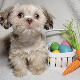 Shih Tzus from My Lil Shihtz