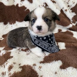 Spot - Sable male Pembroke Welsh Corgi puppy in Arroyo Grande, California from Mid Valley Corgis