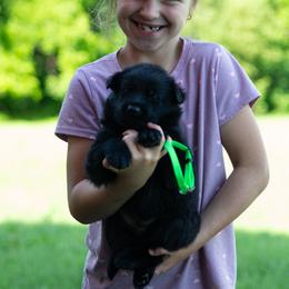 Boy 4 - male German Shepherd puppy in Lanesboro, Minnesota from Mid-Daylich Hotzaw
