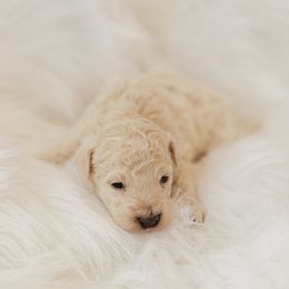 Chandler - Cream male Aussiedoodle puppy in Orleans, Indiana from Mae Blossom Puppies