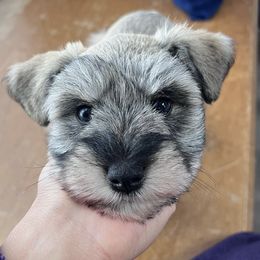 Miniature Schnauzers from Riley Unleashed