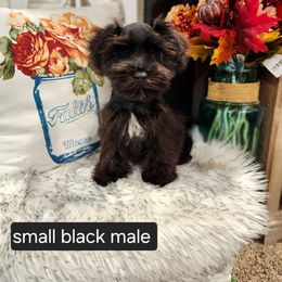 Miniature Schnauzer Puppies from J&L Floppy Eared Schnauzers