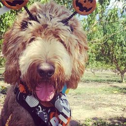 Goldendoodles from Wilbur & Ellie Doodles