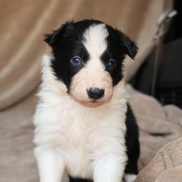 Happy - Black and white male Border Collie puppy in Courtland, Alabama from C Bar C Ranch Border Collies