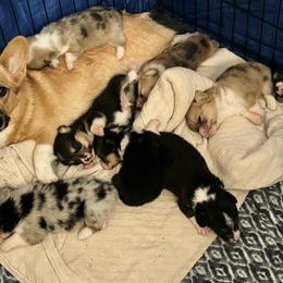 American Corgi Puppies from 5H Corgis
