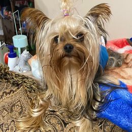 Isiah - Yorkshire Terrier
