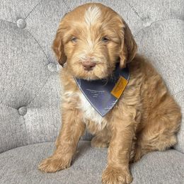 Brooks - Red male Bernedoodle puppy in Hillsboro, Oregon from Myt fine doodles