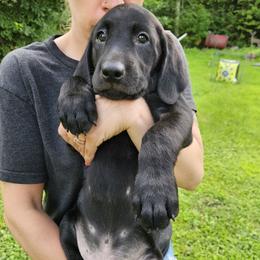 Red - Black male Labrador Retriever puppy in Grantham, New Hampshire from Drunken Bear Ranch
